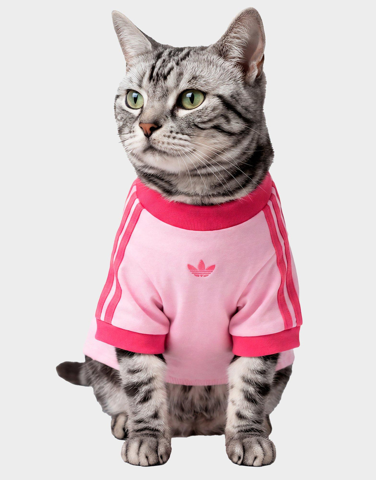 Pet Cali Tee